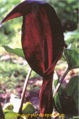 arum purpureospathum