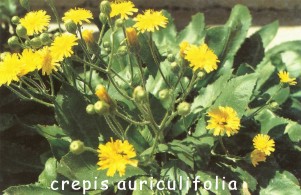 crepis auriculifolia
